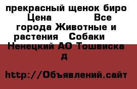 прекрасный щенок биро › Цена ­ 20 000 - Все города Животные и растения » Собаки   . Ненецкий АО,Тошвиска д.